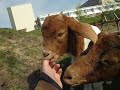 A goat day