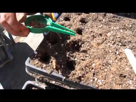 how to fertilize swiss chard