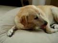 Dog Snot