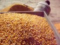 cleaning  the corn , by AGRIxBOY ........
