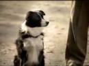 What Can Your Dog Do ?