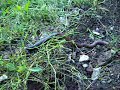 Funny cats /pisici amuzante - Rama/ The Worm