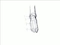 How to Draw the Foot How to Draw the Foot