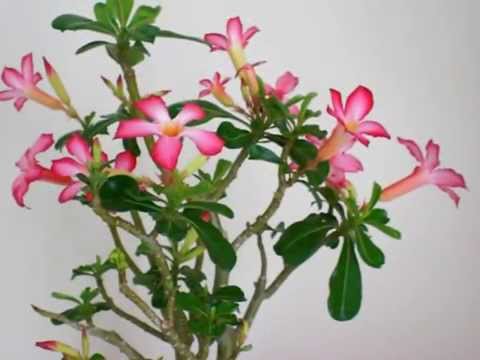 how to fertilize adenium