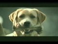 Banned commercial - funny dog suicide