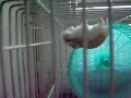 martwy chomik - dead hamster martwy chomik - dead hamster