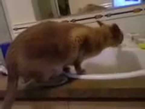 Burmese cat with drinking problem