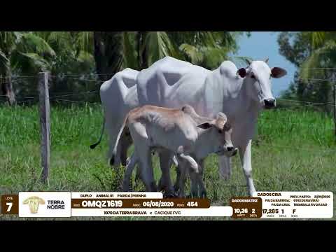 1� De Olho na Fazenda - Terra Nobre