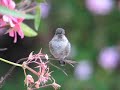 Hummingbird Singing