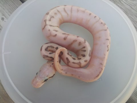 YouTube reptile video