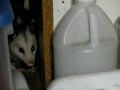 videos de splinter! our new backyard friend!