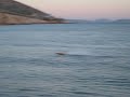 fast rc boat mono 1
