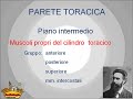 La Parete Toracica