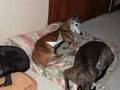 Greyhound