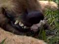 Louis CK's stupid dog part 2