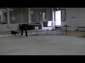 videos de Burnin Rubber puppies at the Ufli tournament