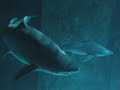 London Aquarium - Simply Surprising by DiazSprite London Aquarium - Simply Surprising by DiazSprite