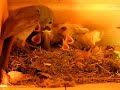 ?ltochvost domov� Phoenicurus ochruros