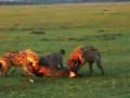 HYENAS EAT A LITTLE WILDEBEAST ALIVE