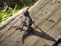 Haines Island Reptiles