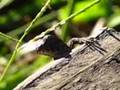 Haines Island Reptiles