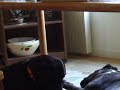 Two Best Friends 2: Zorro loves Ralphy