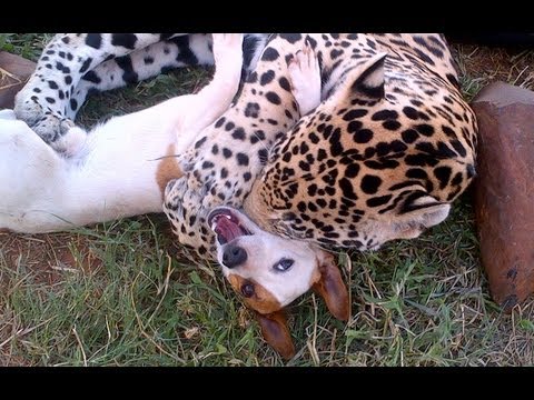 cute - Cute Dog and Jaguar Are Best Friends Playing rough and tumble with a jaguar would leave most thinking this dog's chance of survival is slim. But the unlikely...