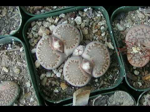 how to grow vygies