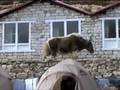 Yak on the Loose