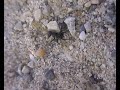 @drkiki @Jacksonfly Check out this video on ants rescuing ants: http://www.youtube.com/watch?v=Q2du76mQ8a4
