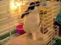 videos de boing boing