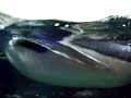 swimming penguins / schwimmende Pinguine
