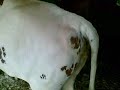 Preparation of the exhibition heifers AgroBalt 08 The first time in moss and the next day go on exhibition