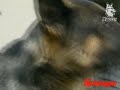 Russian military service dogs in the Army