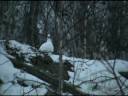 Willow Ptarmigan Creighton Saskatchewan November 28,  2008