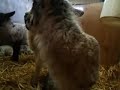 More Lambs in the pen - another sheep video
