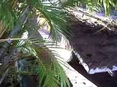 how to transplant areca palm