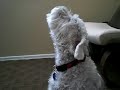 The Mini Schnauzer Howl