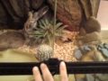 ๑Bearded Dragongs in new Exo-Terra terrarium ≈