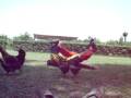 videos de francisco el pitbul zapata en accion