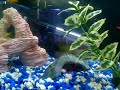 Cichlids, goldfish, Oscar in various fish tanks in dorm room