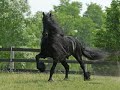 Friesian Stallion Anton 343 Friesian Stallion Anton 343