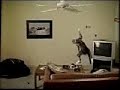 Alamak videos- Fan cat Alamak videos- Fan cat