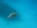 Tortue génial!