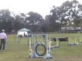Papillon Agility Aust - Buddy MJ Manly Jul08