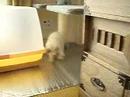 ベルちゃん♪ⅢYoutube(ユーチューブ・ゆーちゅーぶ)・Dailymotion動画