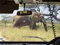 Elefant kreuzt die Fahrbahn