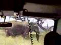 Elefant kreuzt die Fahrbahn