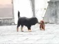 DOKHYIS VS. DACHSHUNDS DOKHYIS VS. DACHSHUNDS