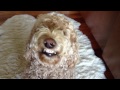 Video gracioso, perro se ríe cuando le dicen.